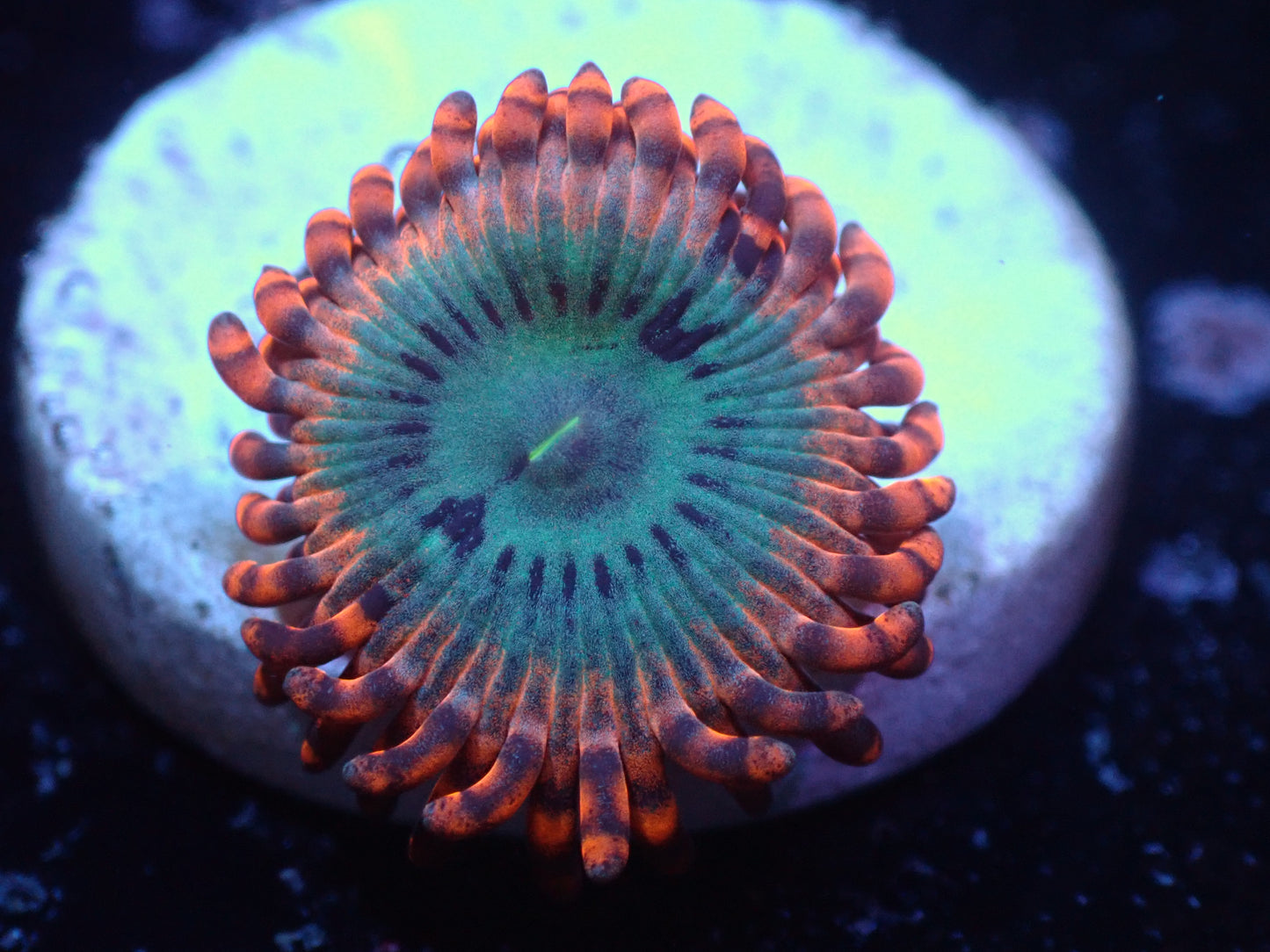 Utter Peace Zoa Auctions 9/27 ended