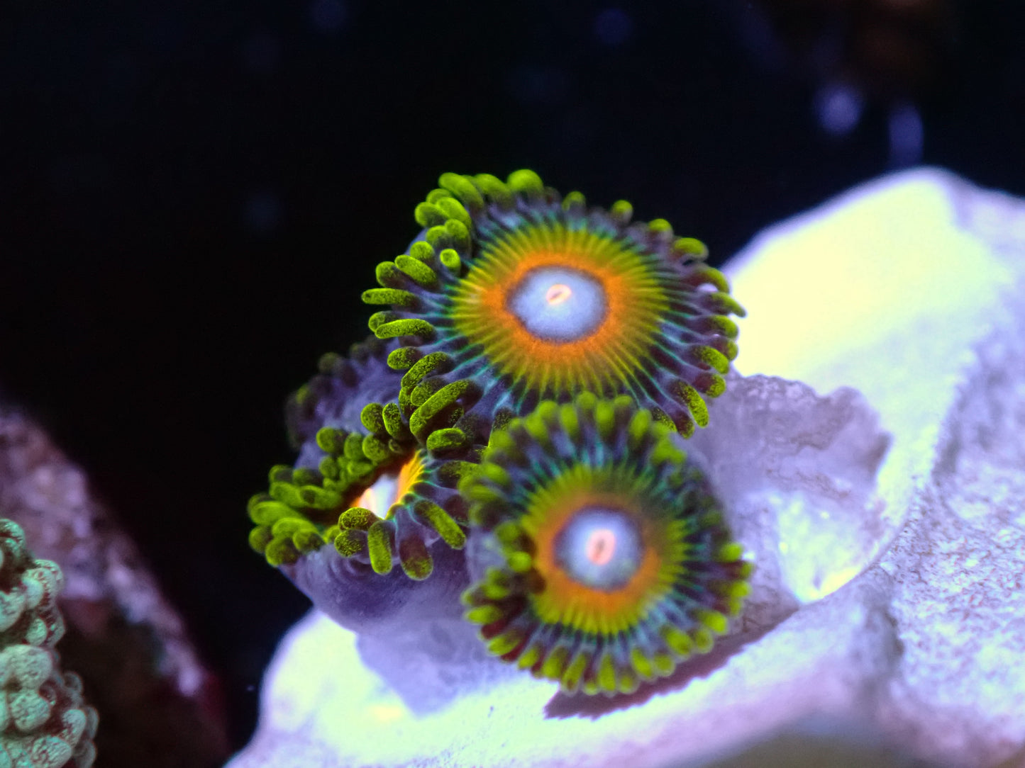 Super Saiyan Zoas Auctions 9/29 ended