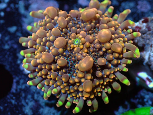 False Godzilla Yuma Auctions 10/2 ended