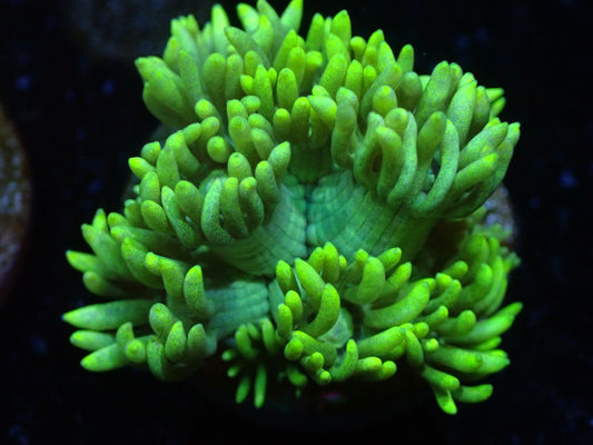 Yellow Gonipora Auctions 10/4 ended