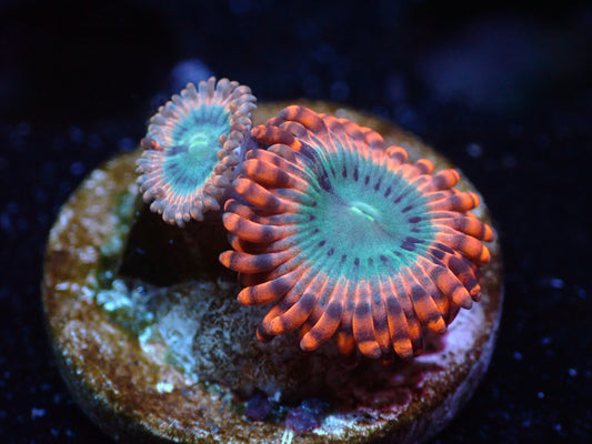 Utter Peace Zoas Auctions 10/4 ended