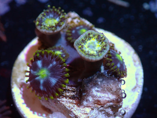 Warspeed Zoas Auctions 10/4 ended