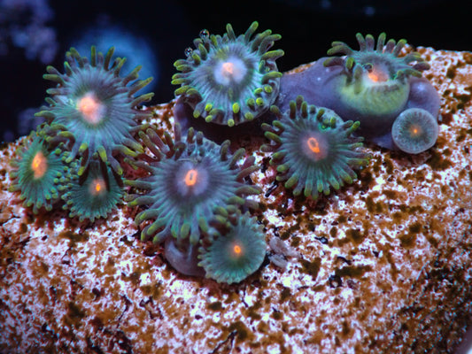 Blow Pop Zoas Auctions 10/4 ended