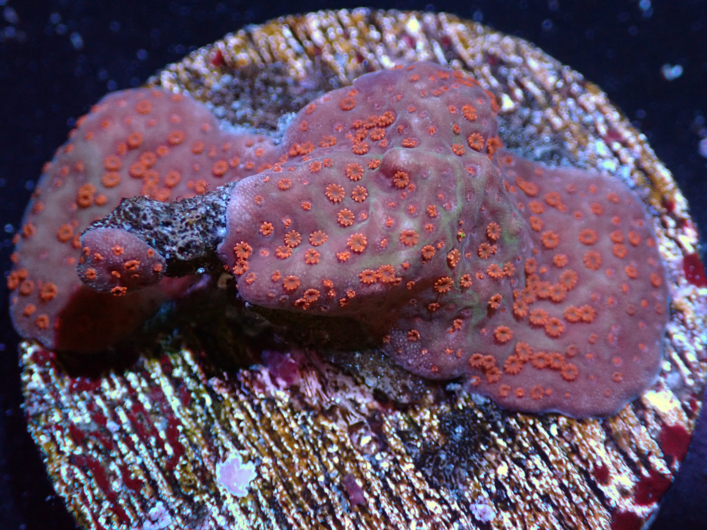 Sunset Montipora Auctions 10/11 ended