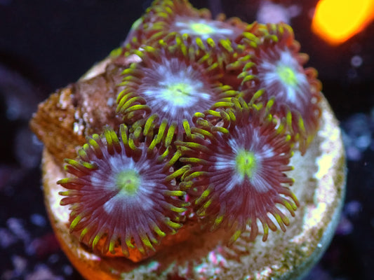 Warpspeed Zoas Auctions 10/16 ended