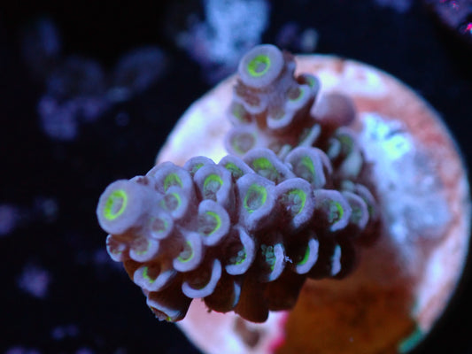 Blue and Green Acropora Tenuis Auction 10/20 ended