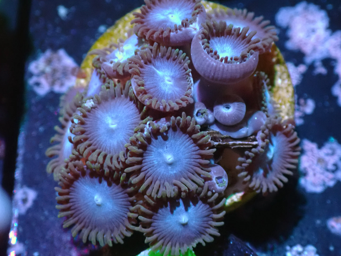 Tubbs Blue Zoa Auction 10/20 ended