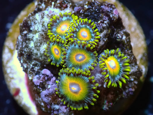 Super Saiyan Zoa Auction 10/20 ended