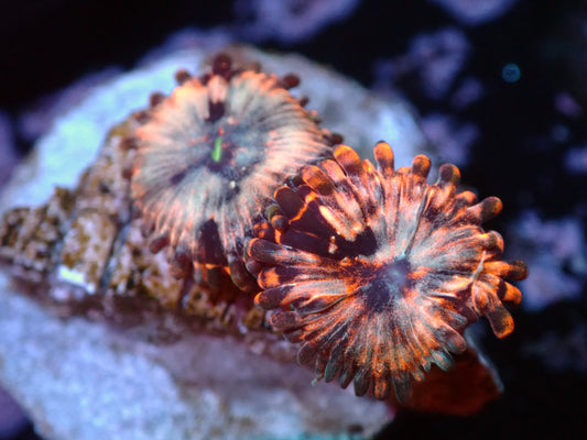 Utter Chaos Zoa Auction 10/20 ended