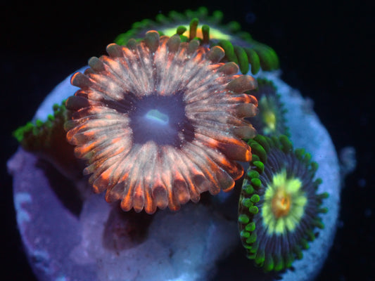 Utter Chaos/Daisy Cutter Zoa Combo Auctions 10/25 ended