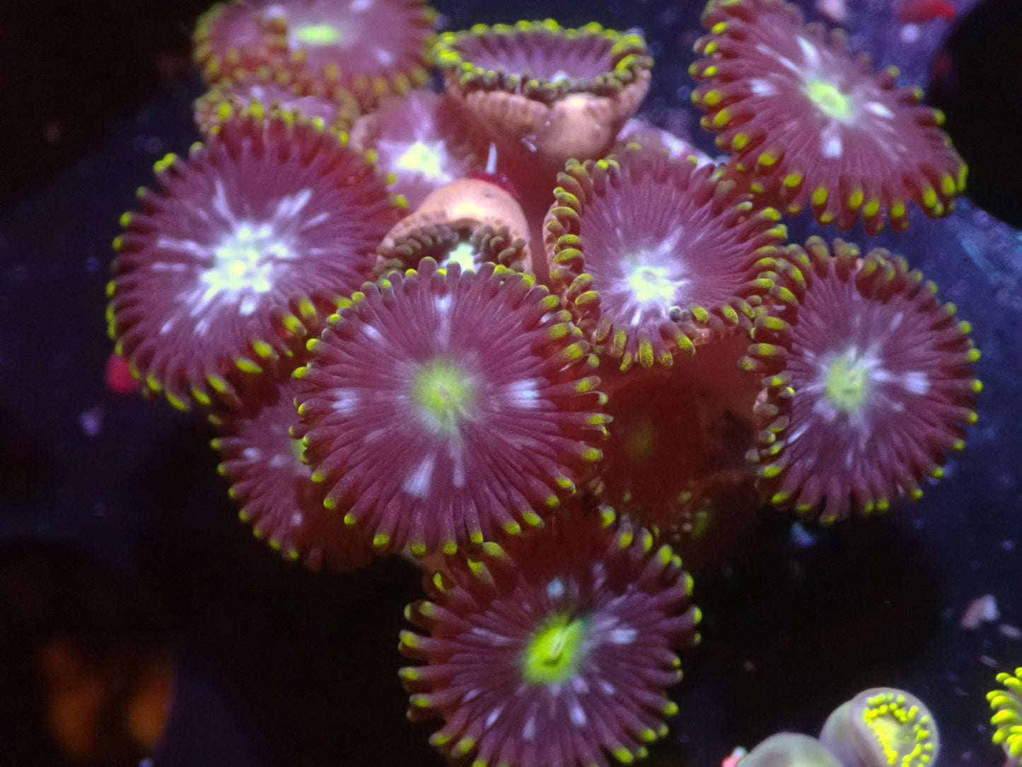 Warpspeed Zoas Auctions 10/25 ended