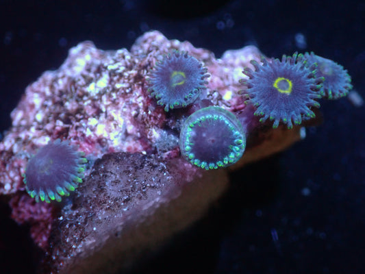 Blue Macaw Zoas Auctions 10/25 ended