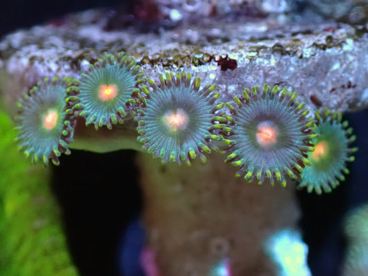 Blow Pop Zoas Auctions 10/27 ended