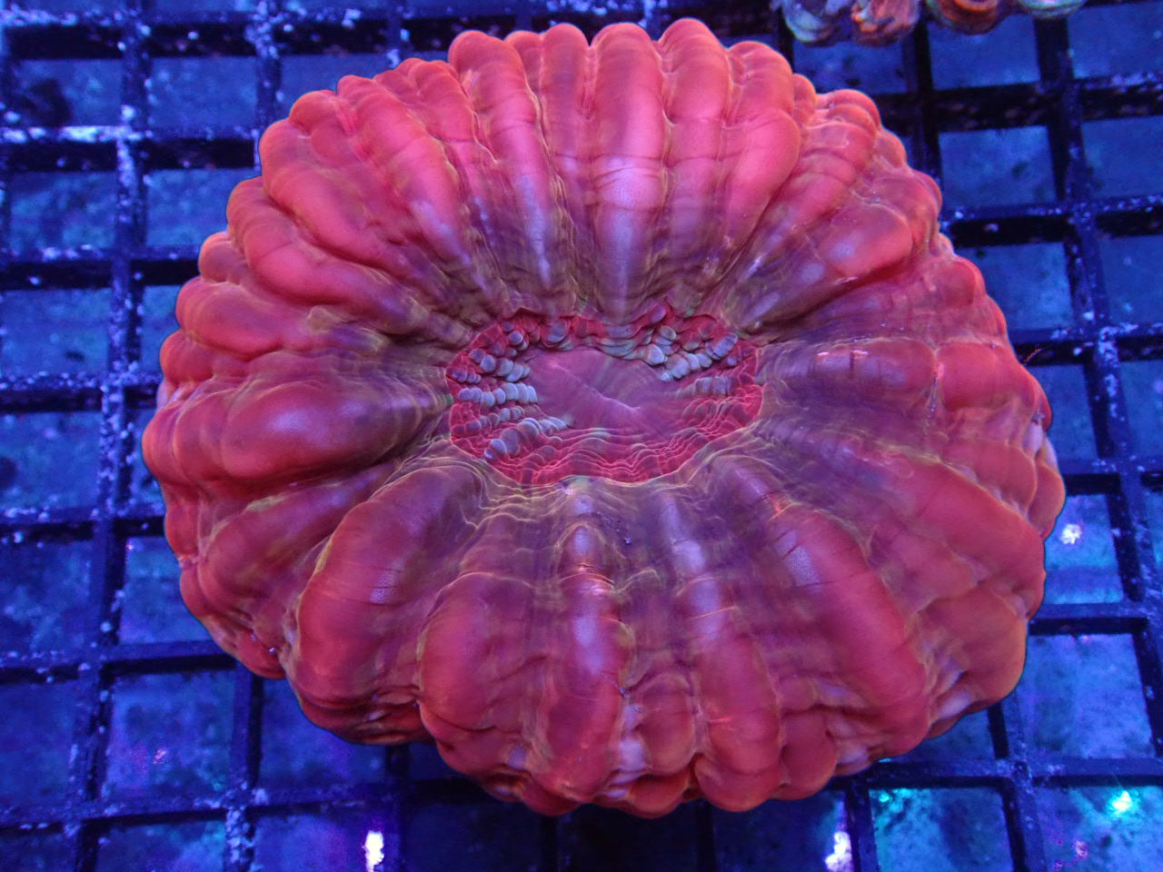 Pink, Purple, and Orange Cynarina - Halloween Sale - Coral's Coral
