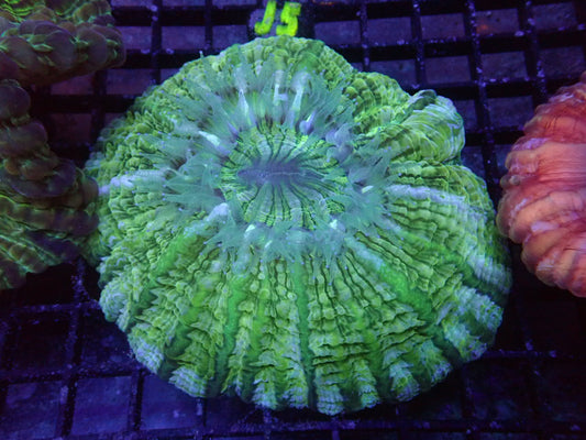 Yellow, Green, and Blue Indophyllia -Halloween Sale - Coral's Coral