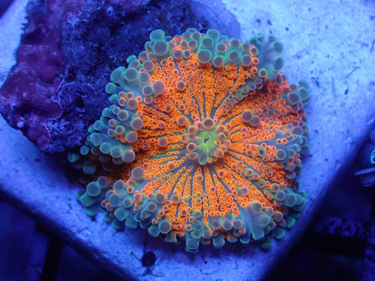 Orange with Blue Rim Yuma - Coral's Coral
