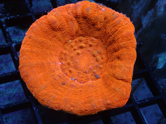 Red Scolymia - Coral's Coral