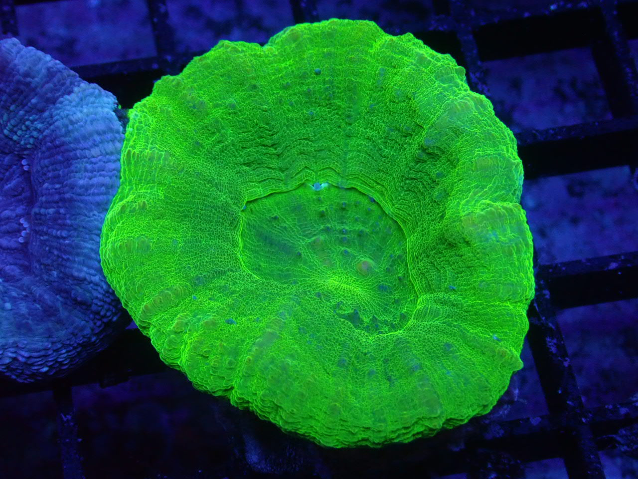 Green Scolymia - Coral's Coral