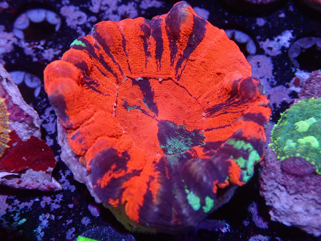 Warpaint Scolymia - Halloween Sale - Coral's Coral