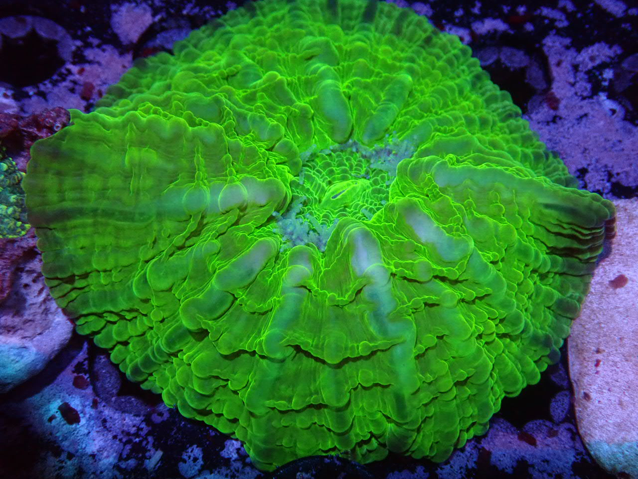 Green Indophyllia - Coral's Coral