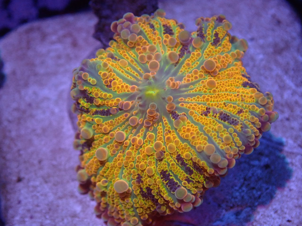 Yellow Rainbow Ricordea Yuma Mushroom - Coral's Coral