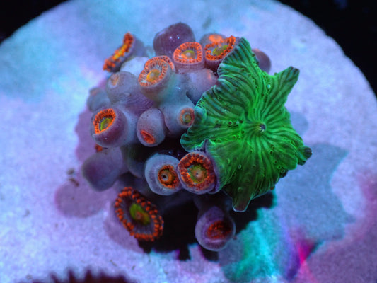 Watermelon Mushroom/Circus Zoa Combo Auctions 10/25 ended