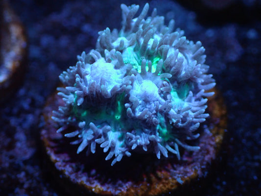 Blue Hydnopora Auctions 10/30 ended