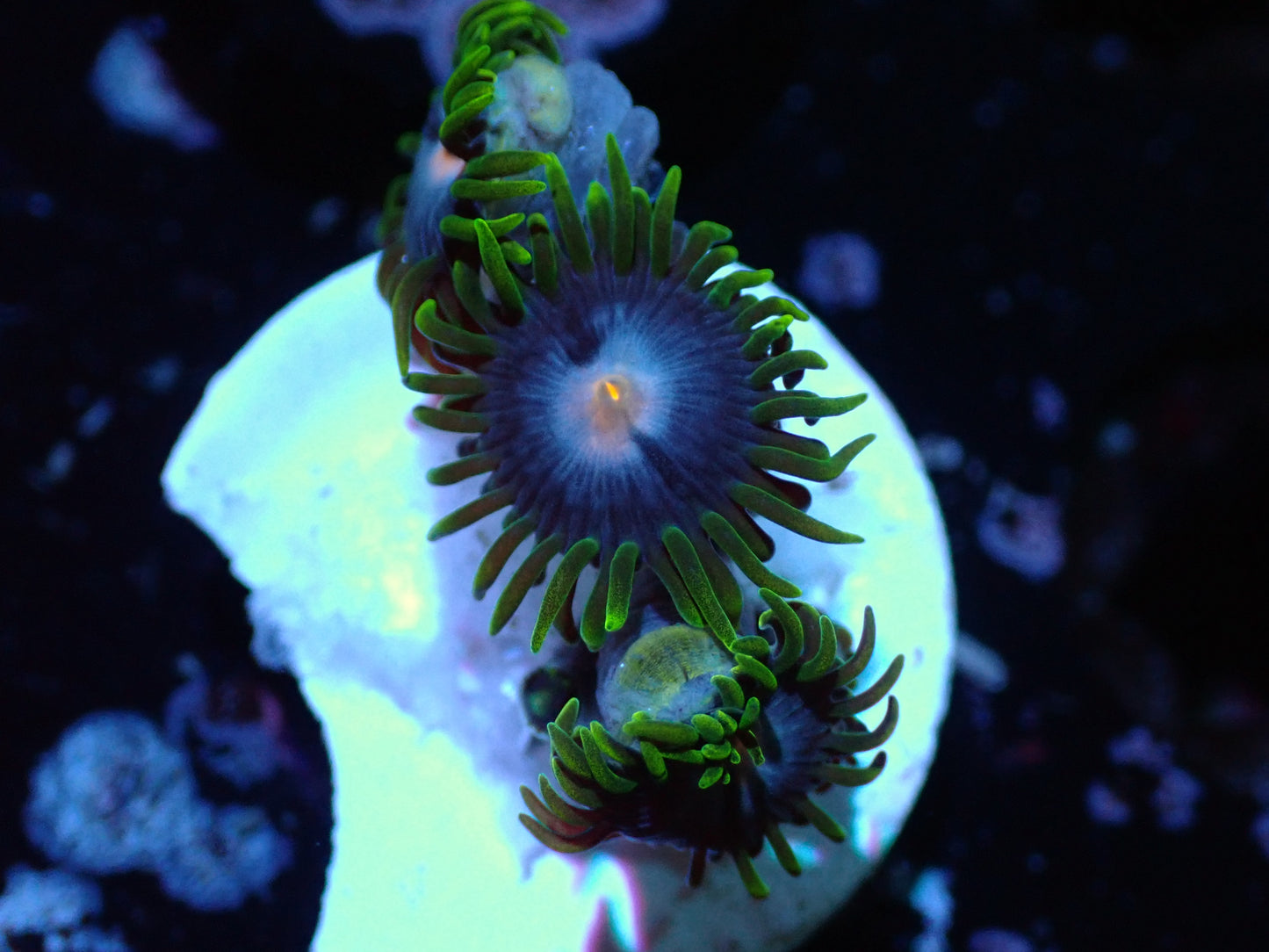 Unknown Zoas Auctions 11/1 Ended