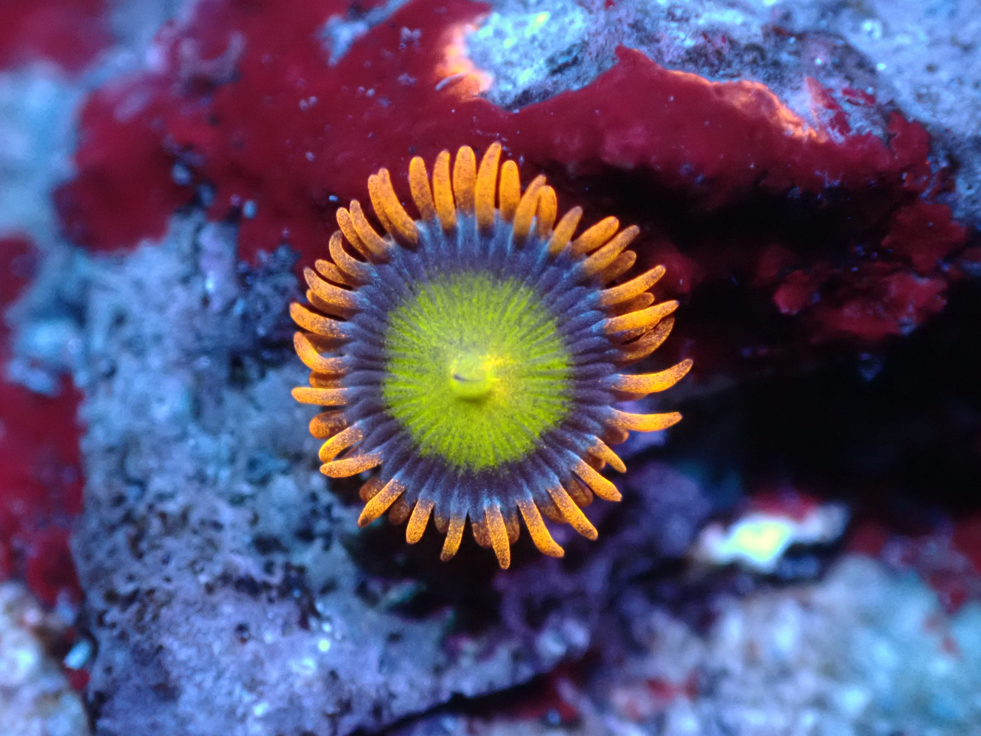 Mandarin Orange Zoa Auctions 11/1 Coral's Coral