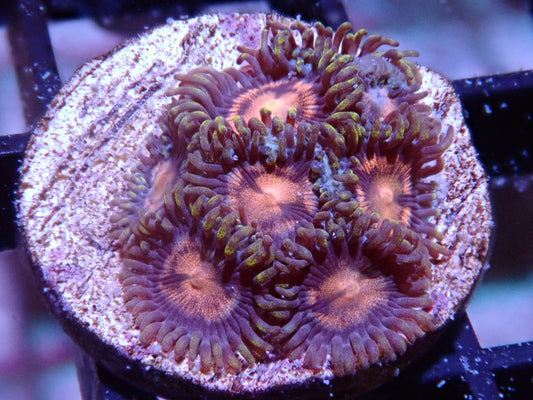 CC Black Hole Zoas - Halloween Sale - Coral's Coral
