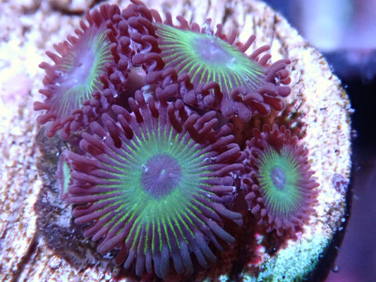 CC Sun Beam Zoas - Halloween Sale - Coral's Coral