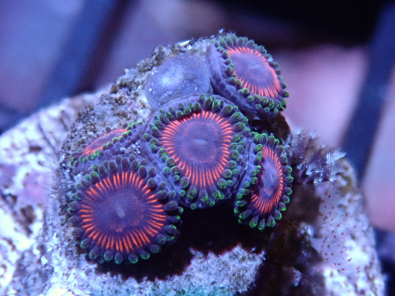 CC Cherry Bomb Zoas - Halloween Sale - Coral's Coral