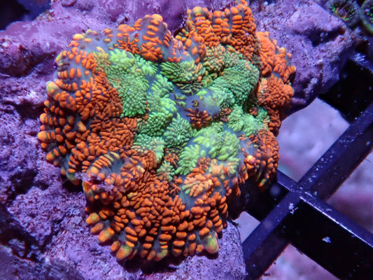 Green Center Orange Rim Rhodactis Mushroom - Halloween Sale - Coral's Coral