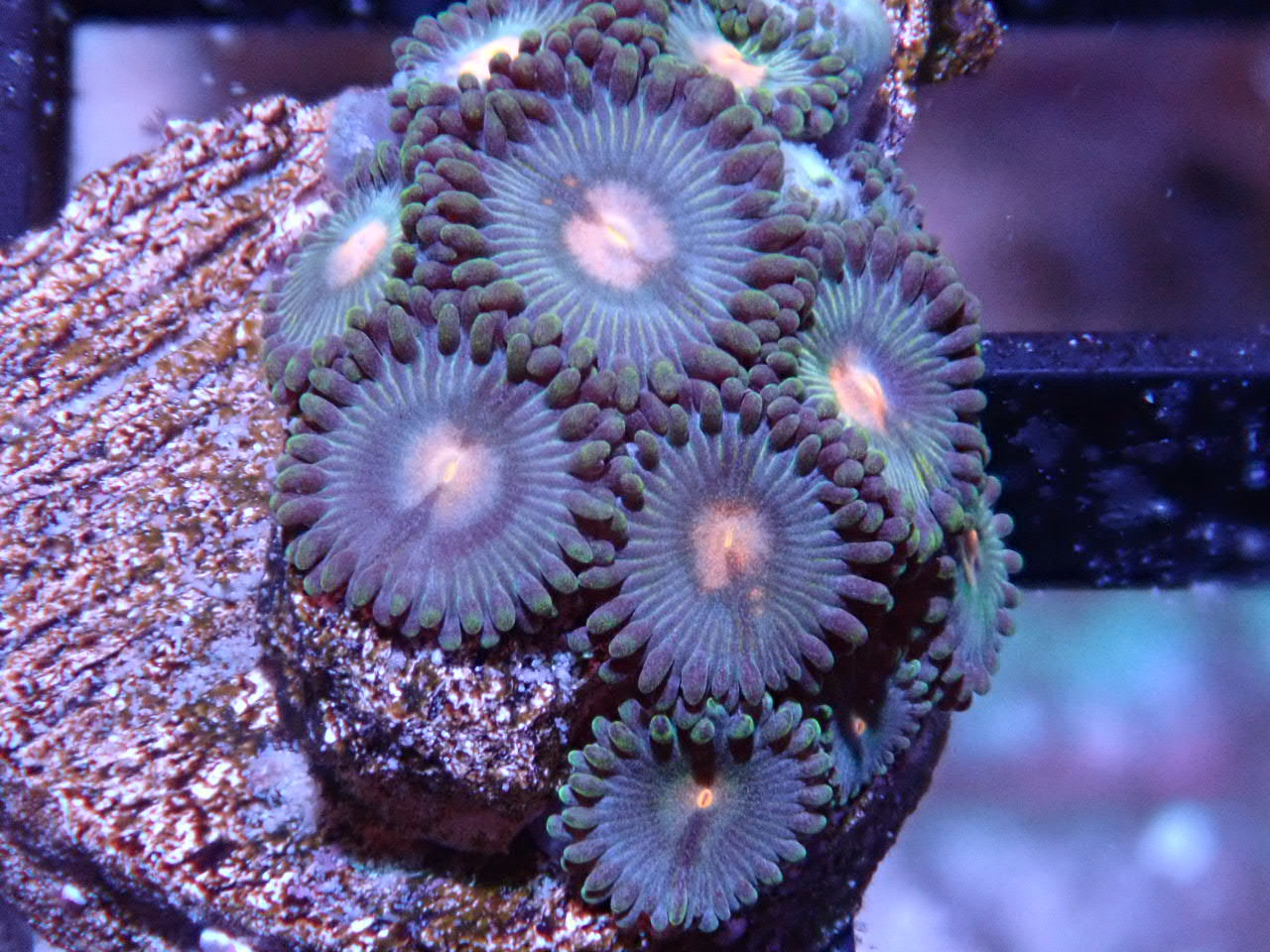 Green and Gold Zoas - Halloween Sale - Coral's Coral