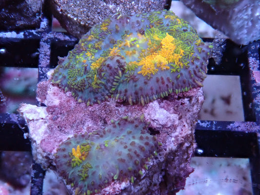 Twin Gold Spot Rhodactis Mushroom - Halloween Sale - Coral's Coral