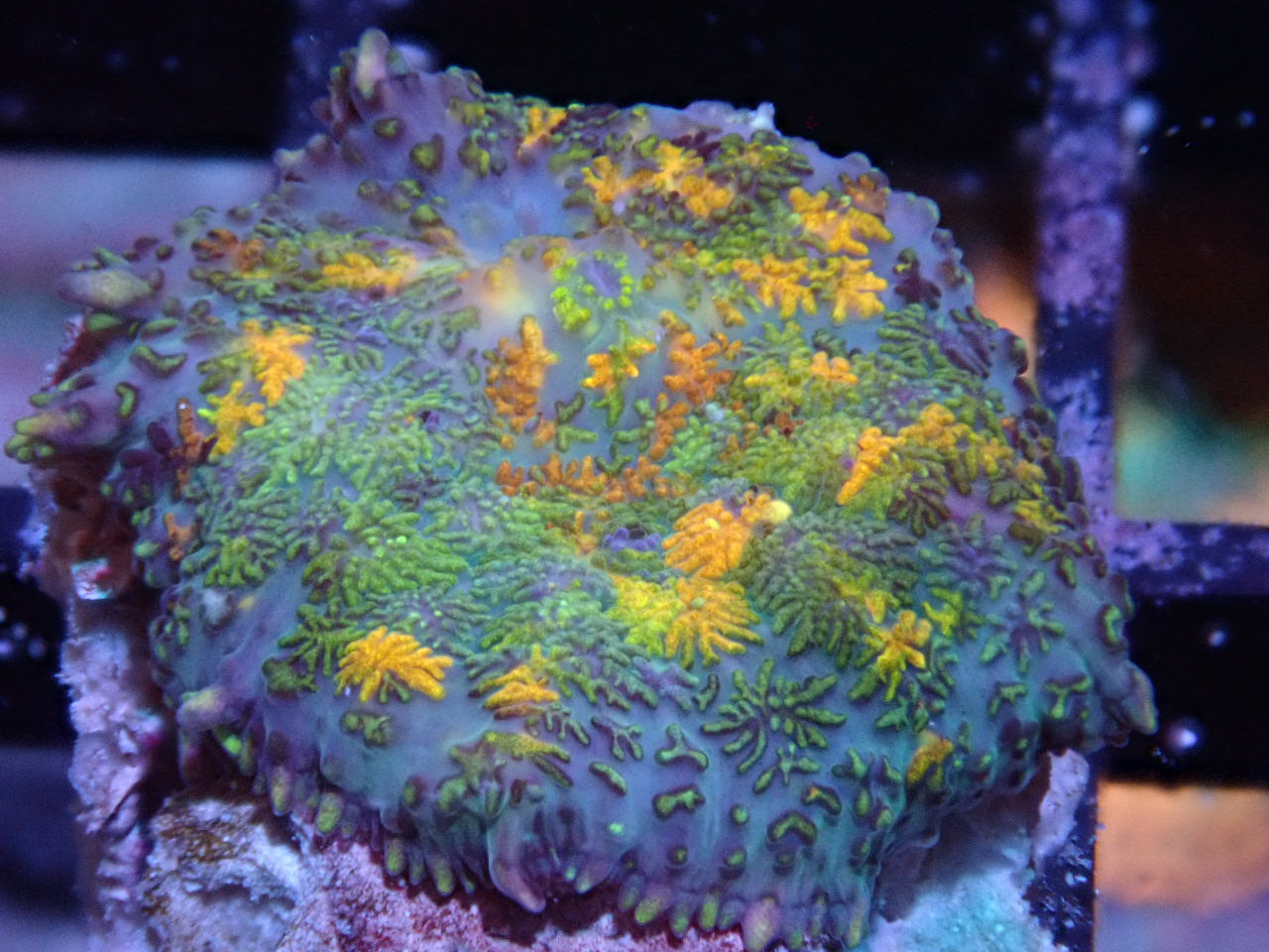 Gold Spot Rhodactis Mushroom - Halloween Sale - Coral's Coral