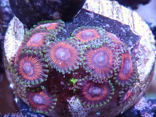 CC Cherry Bomb Zoas - Halloween Sale - Coral's Coral
