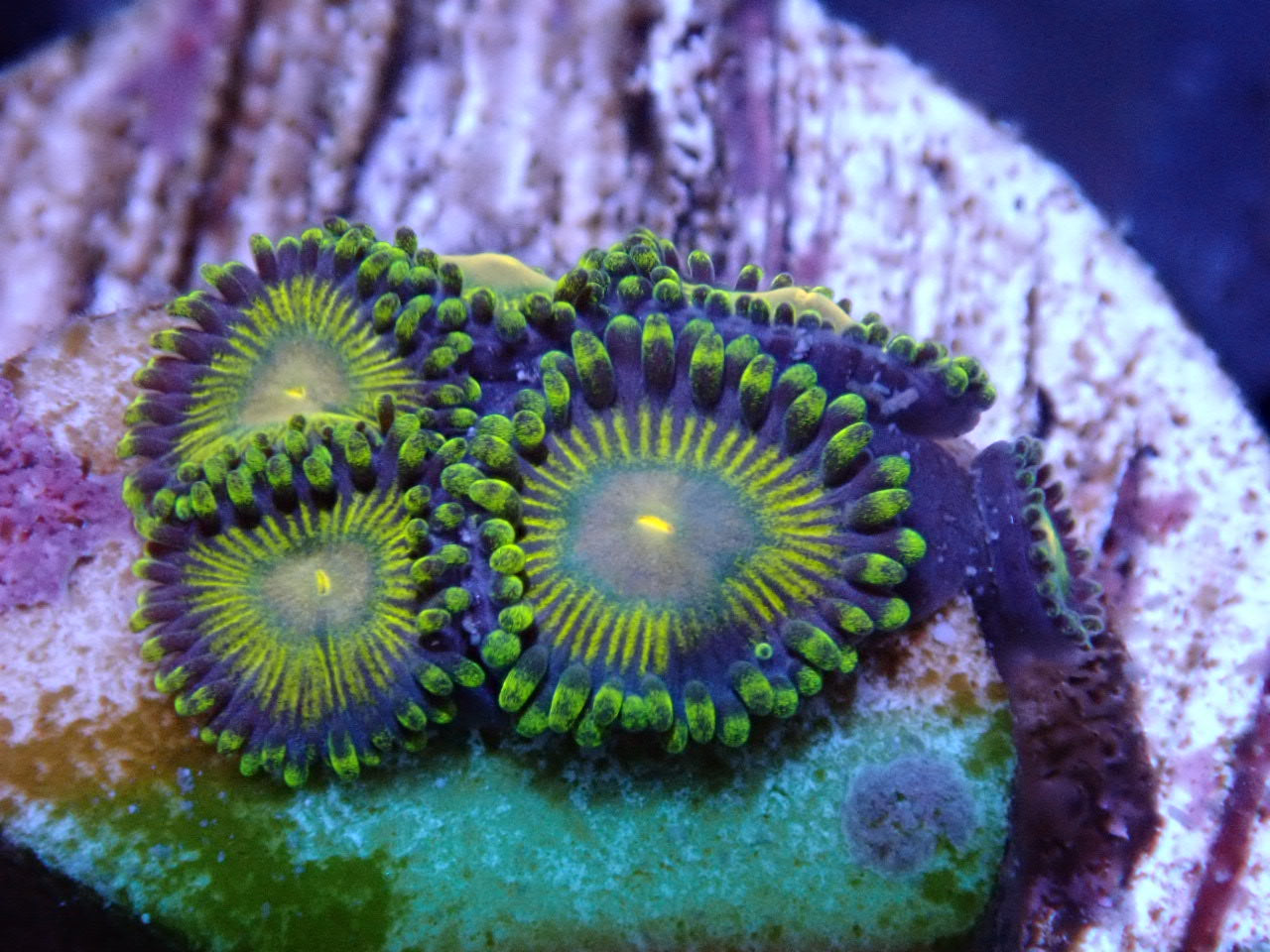 Scrambled Egg Zoas - Halloween Sale - Coral's Coral