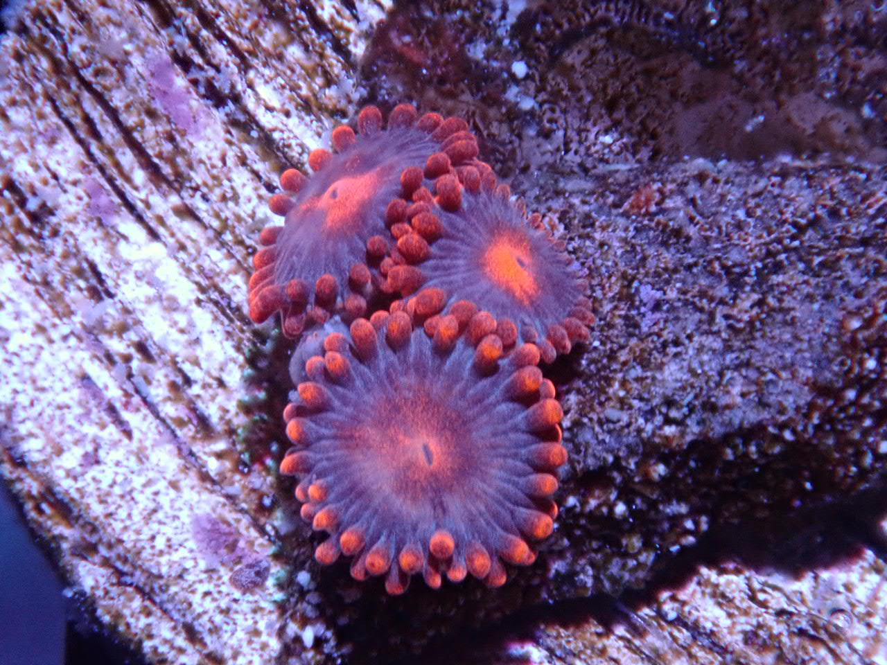 Lilo and Stitch zoas - Halloween Sale - Coral's Coral