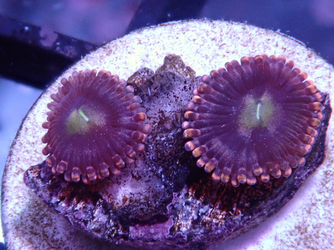 Playboy bunny zoas - Halloween Sale - Coral's Coral