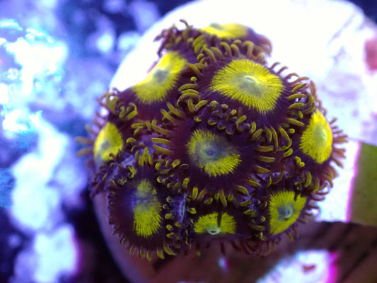 King Midas Zoa Auction 11/3 Ended