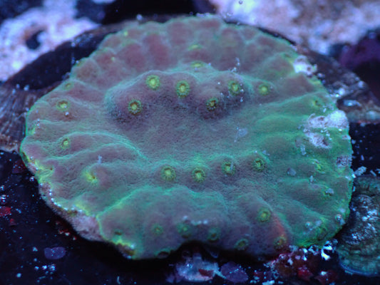 Yellow Scroll Coral Auctions 11/13 ended