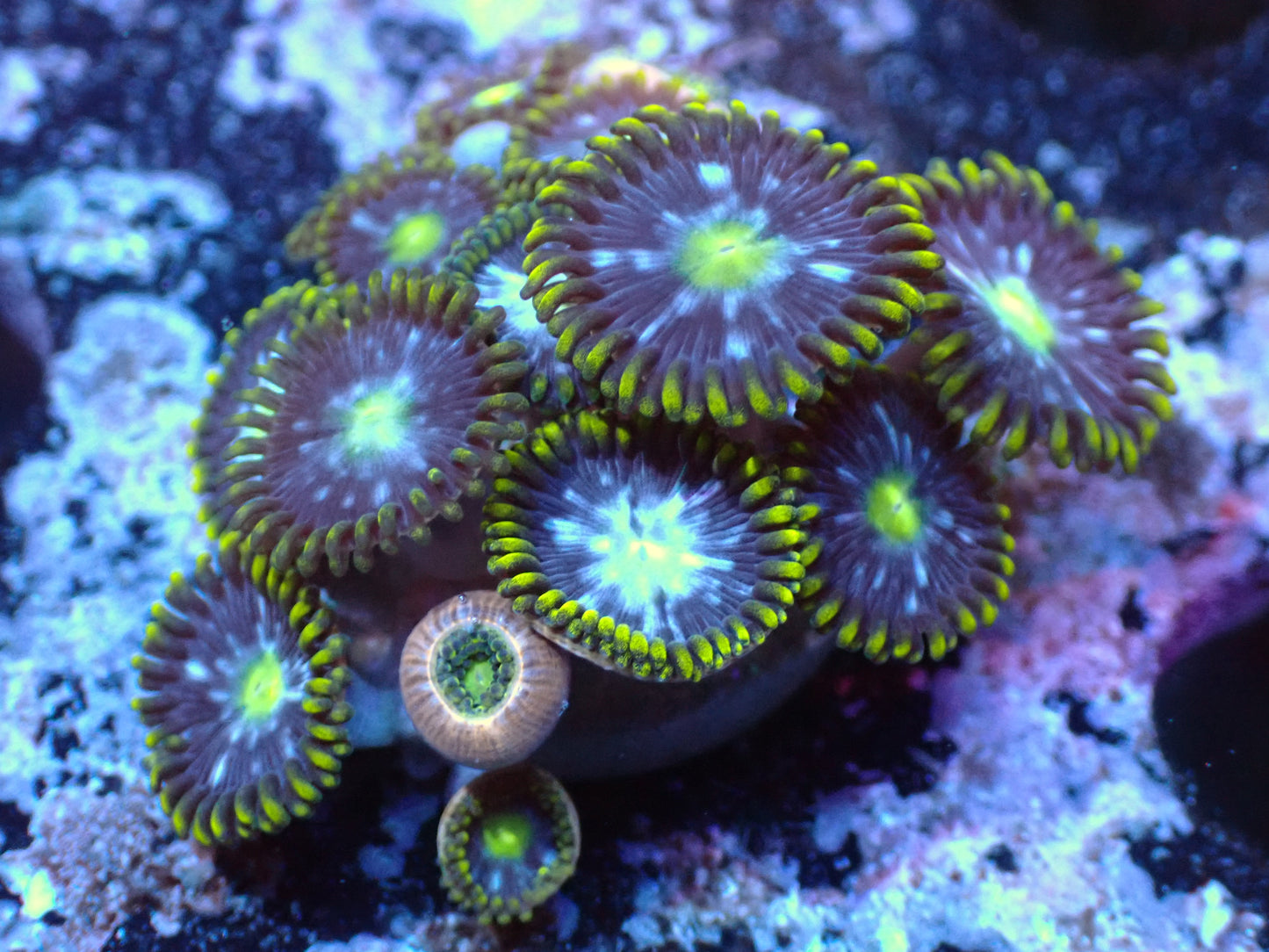 Warpspeed Zoas Auctions 11/13 ended