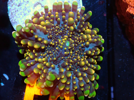 False Godzilla Yuma Auctions 11/20 ended