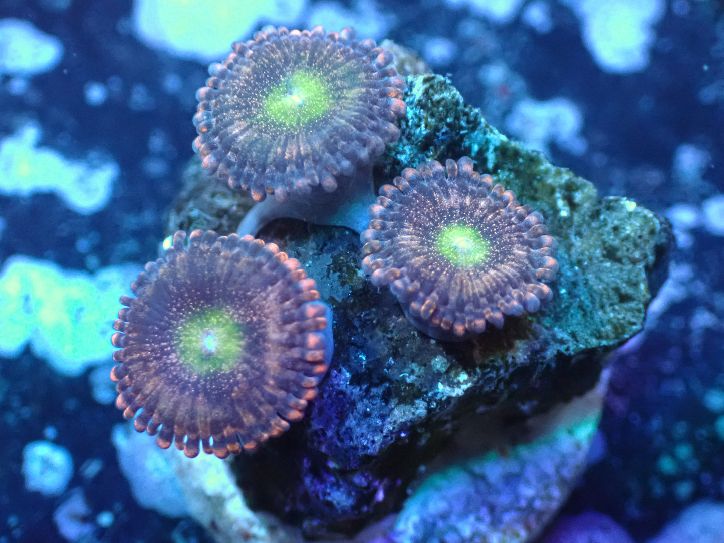 Play Boy Bunny Zoas Auctions 11/22 ended