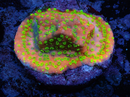 Sunset Montipora Auctions 11/24 ended