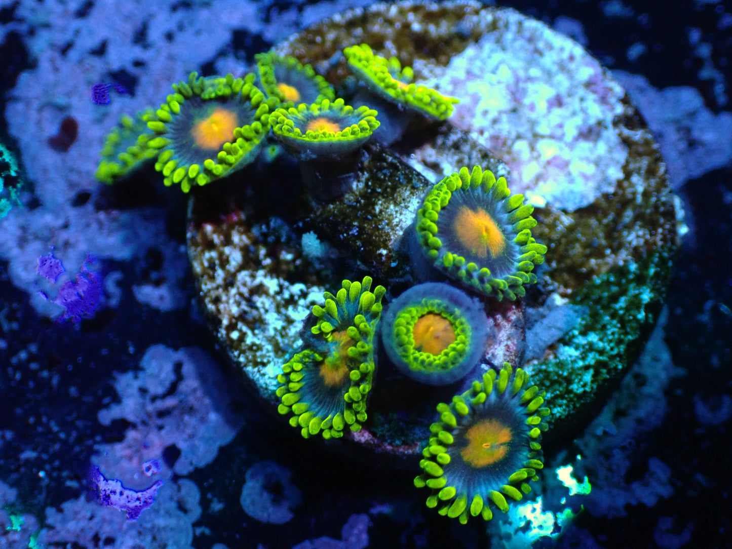 Unknown Zoas Auctions 11/27 ended