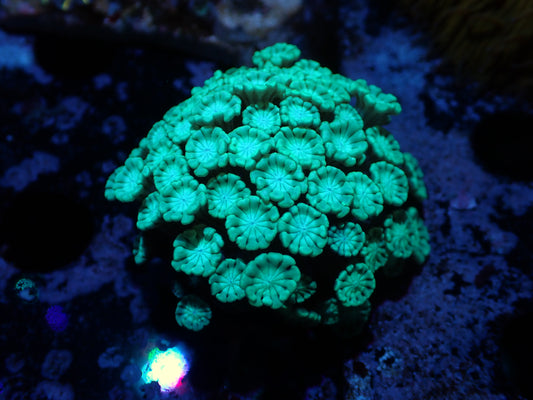 Teal Alveopora Auctions 11/27 ended