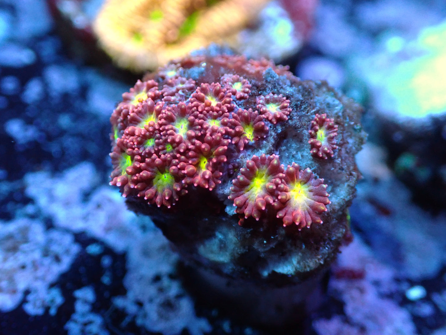 Yellow Center Pink Goniopora Auctions 11/27 ended