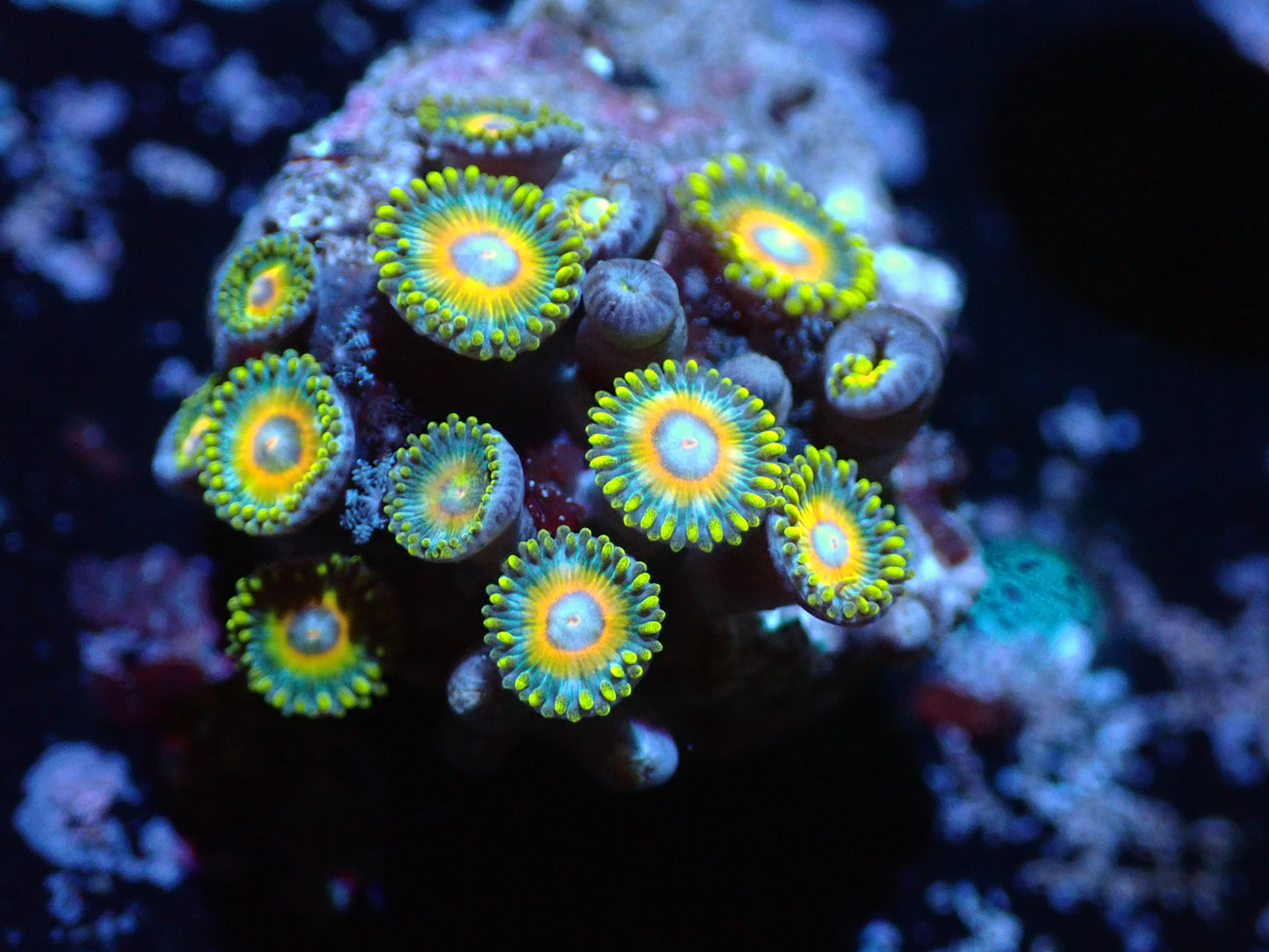 Super Saiyan Zoas Auctions 11/29 ended